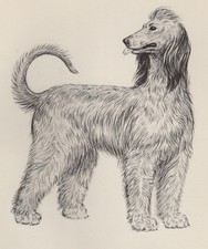 Afghan hound custom for sale  Tampa
