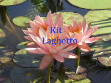 Piante laghetto ninfee usato  Villasalto
