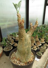 Cyphostemma currori 17cm for sale  Shipping to United Kingdom