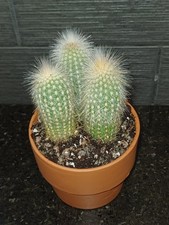 Cactus trio 9.5cm for sale  TROWBRIDGE