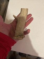 Xlarge shed antler for sale  Ramona