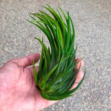 Pruinosa seleriana hybrid for sale  Denver