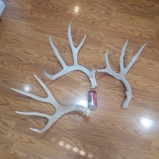 Mule deer antlers. for sale  Lehi