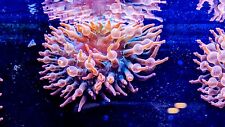 Rainbow bubble tip for sale  Deal