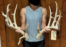 Huge 219 whitetail for sale  Harper
