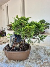 Bonsai juniperus chinensis usato Bonsai juniperus chinensis usato  Catanzaro