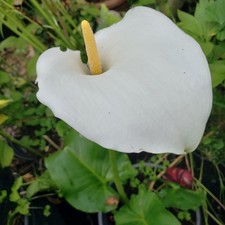 zantedeschia for sale  BEDFORD
