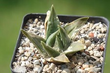 Kaktus kakteen ariocarpus gebraucht kaufen  Deutschland