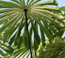 Musanga cecropioides seeds for sale  GODALMING