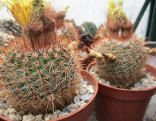 Notocactus schlosseri beautifu for sale  BRISTOL