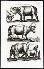 Estampa antiga-WATERBUFFALO-BULL-TAURUS-CALF-BISON-WISENT-Jonston-Merian-1657, usado comprar usado  Enviando para Brazil