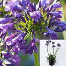 Agapanthus africanus prae for sale  Modesto