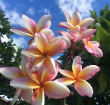 Semi plumeria kapalua usato Semi plumeria kapalua usato  Trappeto