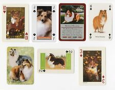 Shetland sheepdog sheltie for sale  COLEFORD