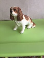 King charles spaniel for sale  SHANKLIN