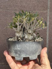 Olivastro bonsai mame usato  Italia
