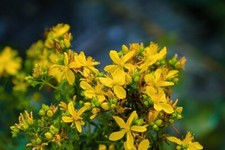 Johns wort native for sale  LONDON