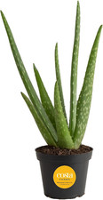 Costa farms aloe for sale  Denver