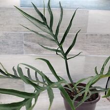 Philodendron tortum exotic for sale  Reseda
