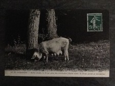 Perigord truffle seeker d'occasion  Expédié en Belgium