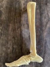 Medical anatomical human for sale  Edmond