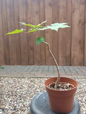 Bergahorn bonsai pre gebraucht kaufen  Mölln