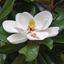Magnolia grandiflora purpan d'occasion  Pouzauges