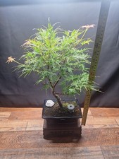46cm acer desectum for sale  PETERBOROUGH