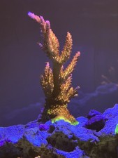 Rainbow acropora for sale  ORPINGTON