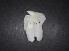 Grönlandhai echter haizahn gebraucht kaufen  Leipzig