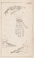 Skelett skeleton bones gebraucht kaufen  Seubersdorf