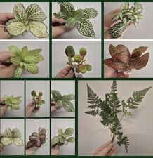 Terrarium plants bundle for sale  LONDON