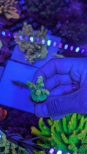 Acropora sp. acropora for sale  RUGBY