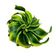Dracaena tornado inch for sale  Apopka