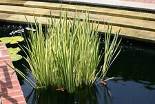 Cold hardy variegated for sale  Fairdale