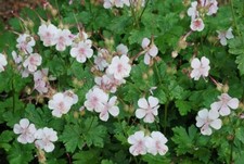 Geranium biokovo pink for sale  Jackson