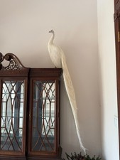 High quality white for sale  Corrales