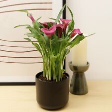 Calla lily red for sale  GLASGOW