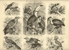 1889 antica stampa usato  Pescara