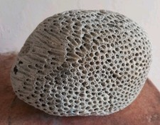 Reef coral fossil for sale  USK