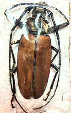 Callipogon armillatus male for sale  Everett