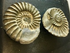 Fossil mineral pyritized for sale  Paris