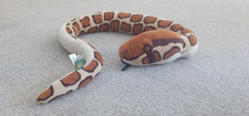 Snake soft teddy for sale  UK