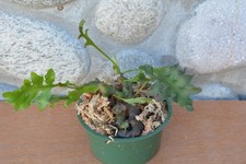 Rare lecanopteris tatsuta for sale  Roseburg