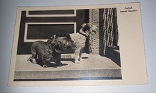 Alte dackel dachshund gebraucht kaufen  Haßmersheim