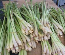 Semi citronella cymbopogon usato  Reggio Calabria