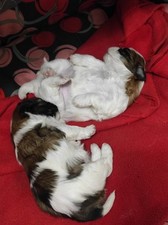 Cuccioli cane usato  Nocera Terinese
