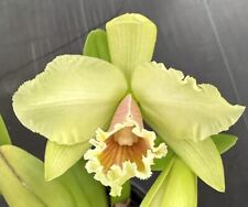 cattleya rex for sale  USA