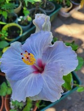 Hibiskus sinensis hawaii gebraucht kaufen  Muldestausee