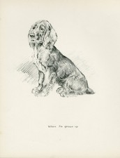 Cocker spaniel seated for sale  COLEFORD